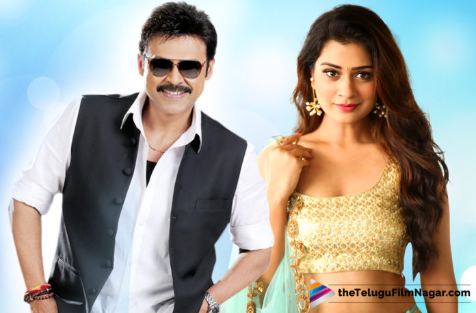 Payal Rajput To Act In Venky Mama?Telugu Filmnagar,Telugu Film Updates,Tollywood Cinema News,2019 Latest Telugu Movies News,Payal Rajput in Venky Mama Movie,Actress Payal Rajput Role in Venky Mama Movie,Venky Mama Movie Latest Updates,Payal Rajput New Movie News