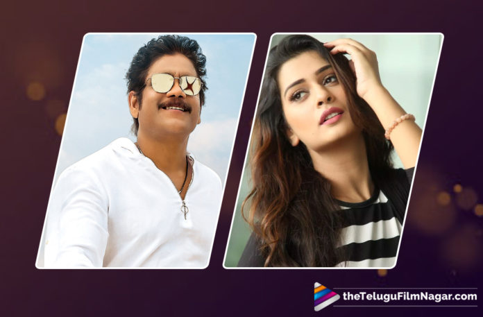 Payal Rajput To Act With Nagarjuna,Telugu Filmnagar,Latest Telugu Movies News,Telugu Film News 2019,Latest Tollywood Cinema Upddates,Payal Rajput Latest News,Actress Payal Rajput New Movie Updates,Heroine Payal Rajput Next Film News,Payal Rajput Upcoming Movie News,Payal Rajput to pair up with Nagarjuna,Payal Rajput to Play the Female Lead in Nagarjuna Upcoming Film