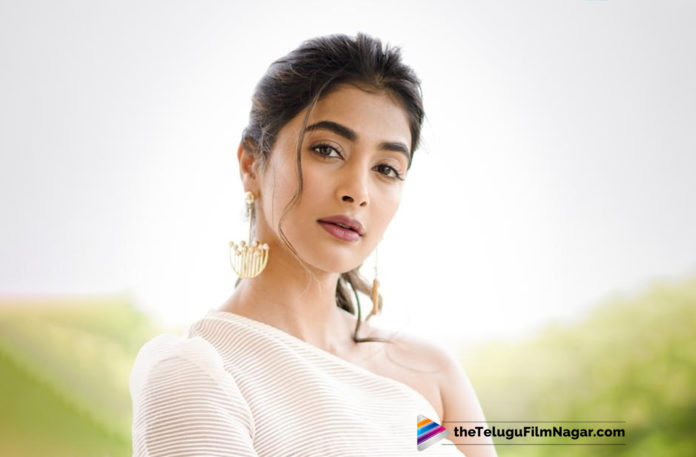 Nagarjuna To Pair Up With Pooja Hegde,Telugu Filmnagar,Latest Telugu Movies News,Telugu Film News 2019,Tollywood Cinema Updates,Nagarjuna Next Film With Pooja Hegde in Bangarraju,Nagarjuna Upcoming Movie News,Nagarjuna Next Film Updates,Nagarjuna New Movie Details