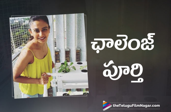 Rakul Preet Accepts Samantha's Challenge Rakul Preet Accepts Samantha's Challenge