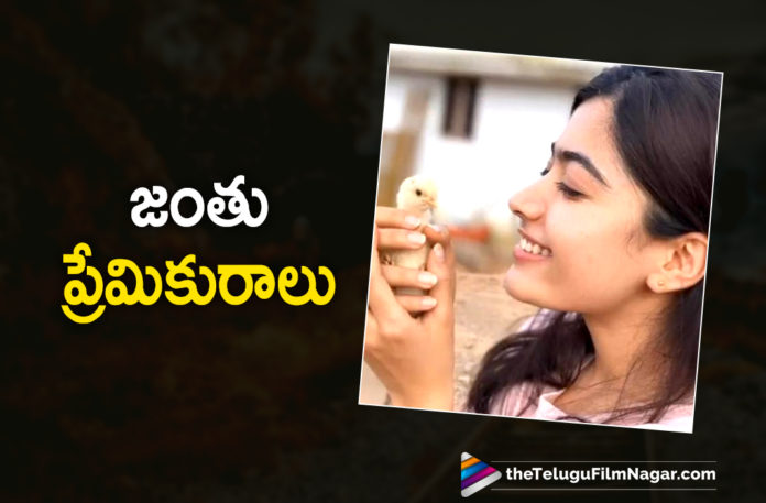 Actress Rashmika Mandanna Adores Spending Time With Animals During Her Quarantine. Actress Rashmika Mandanna Adores Spending Time With Animals During Her Quarantine.