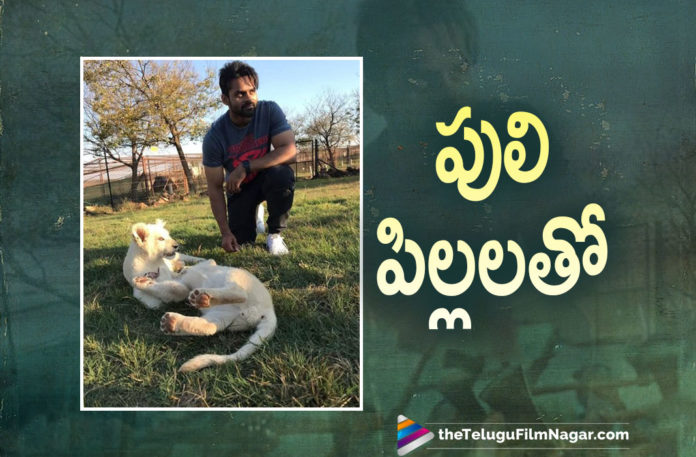 Sai Dharam Tej Shares A Picture With Tiger Cubs On Instagram,Telugu Filmnagar,Latest Telugu Movies News,Telugu Film News 2021,Tollywood Movie Updates,Latest Tollywood News,Sai Dharam Tej,Actor Sai Dharam Tej,Hero Sai Dharam Tej,Sai Dharam Tej Movies,Sai Dharam Tej New Movie,Sai Dharam Tej Latest Movies,Sai Dharam Tej Next Movie,Sai Dharam Tej Latest News,Sai Dharam Tej Upcoming Movies,Sai Dharam Tej Latest Film Updates,Sai Dharam Tej Latest Photos,Sai Dharam Tej Latest Pictures,Sai Dharam Tej New Photos,Sai Dharam Tej Pictures,Sai Dharam Tej On Instagram,Sai Dharam Tej Picture With Tiger Cubs,Sai Dharam Tej Shares A Picture With Tiger Cubs,Sai Dharam Tej Special Pic With Tiger Cubs,Sai Dharam Tej Share Special Post with Tiger Cubs,Sai Dharam Tej Pics,Sai Dharam Tej Photos,Sai Dharam Tej With Tiger Cubs