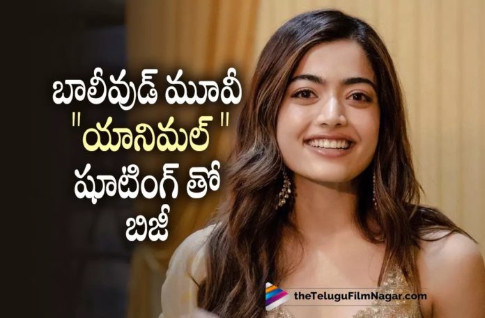Rashmika Mandanna Busy Shooting For Animal Movie,Telugu Filmnagar,Latest Telugu Movies News,Telugu Film News 2022,Tollywood Movie Updates,Tollywood Latest News, Animal Bollywood Movie,Animal Hindi movie Updates,Rashmika in Animal Movie,Animal Movie Shoot Updates,Animal Movie Latest Updates, Rashmika Busy in Shooting,Rashmika Busy in Bollywood Animal Shooting,Rashmika Movie Updates,Rashmika Upcoming Movies,Rashmika New movie Updates, National Crush Rashmika Mandanna in Animal Movie Shoot,National Crush Rashmika