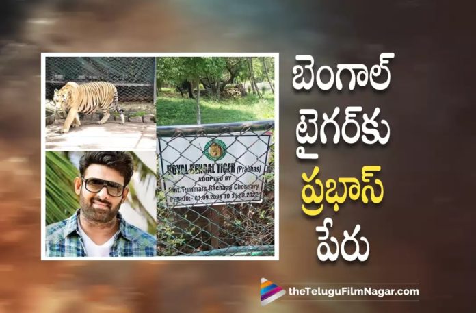 Rebel Star Prabhas Name For Bengal Tiger,Telugu Filmnagar,Latest Telugu Movies News,Telugu Film News 2022,Tollywood Movie Updates,Tollywood Latest News, Prabhas,Hero Prabhas,Rebel Star Prabhas,pan Indian Star Prabhas,Prabhas upcoming Movies,Prabhas latest Updates,Prabhas Latest News,Prabhas Movie Updates, Prabhas Name For Bengal Tiger,Prabhas name For New Bengal Tiger,Nehru Zoological Park Named New Bengal Tiger As Prabhas,Nehru Zoological Park,Prabhas Saalar Movie Updates, Prabhas Bigbudget Movie Updates,Prabhas Upcoming Pan India Movies,Prabhas Pan Indian Movies Updates