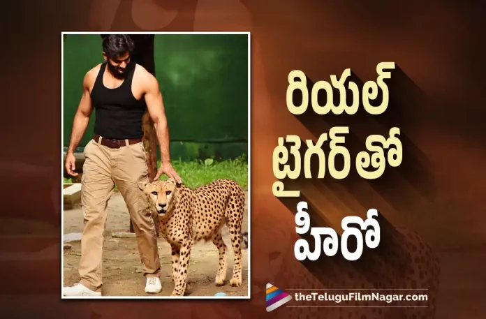 Young Hero Karthikeya Poses with Real Tiger,Telugu Filmnagar,Latest Telugu Movies News,Telugu Film News 2022,Tollywood Movie Updates,Latest Tollywood Updates,Young Hero Karthikeya,Hero Karthikeya,Actor Karthikeya,Kartikeya Gummakonda,Karthikeya,Karthikeya Movies,Karthikeya New Movie,Karthikeya Latest Movie,Karthikeya Latest News,Karthikeya News,Karthikeya Movie Updates,Karthikeya Movie News,Karthikeya Next Movie,Karthikeya Latest Projects,Karthikeya Next Projects,Karthikeya Upcoming Projects,Karthikeya New Projects,Karthikeya New Movie Updates,Karthikeya Latest Movie Updates,Karthikeya Latest Film Updates,Karthikeya Poses with Real Tiger,Karthikeya Latest Photos,Karthikeya New Photo,Karthikeya Latest Photos,Karthikeya Latest Photo Gallery,Karthikeya Photos,Karthikeya Pics,Karthikeya Images,Karthikeya Pictures,Karthikeya Poses with Tiger,Karthikeya Photo with Real Tiger
