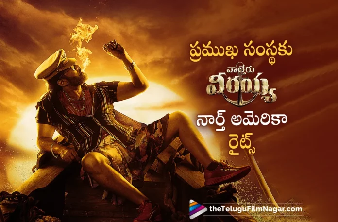 Waltair Veerayya Movie North American Rights Brought By Noted Distribution Company, Noted Distribution Company, Waltair Veerayya Movie North American Rights, Waltair Veerayya Movie Rights, North American Rights, Mega Star Chiranjeevi, Chiranjeevi, Ravi Teja, Bobby Simha, Urvashi Rautela, Shruti Haasan, Catherine Tresa, Devi Sri Prasad, K. S. Ravindra, Chiranjeevi Latest Movie, Chiranjeevi Upcoming Movie, Chiranjeevi Movies, Waltair Veerayya, Waltair Veerayya 2023, Waltair Veerayya Movie, Waltair Veerayya Telugu Movie, Waltair Veerayya Update, Waltair Veerayya News, Waltair Veerayya Latest News, Waltair Veerayya New Update, Waltair Veerayya Movie Live Updates, Waltair Veerayya Movie Latest News And Updates, Telugu Filmnagar, Telugu Film News 2022, Tollywood Movie Updates, Latest Tollywood Updates, Latest Telugu Movies News