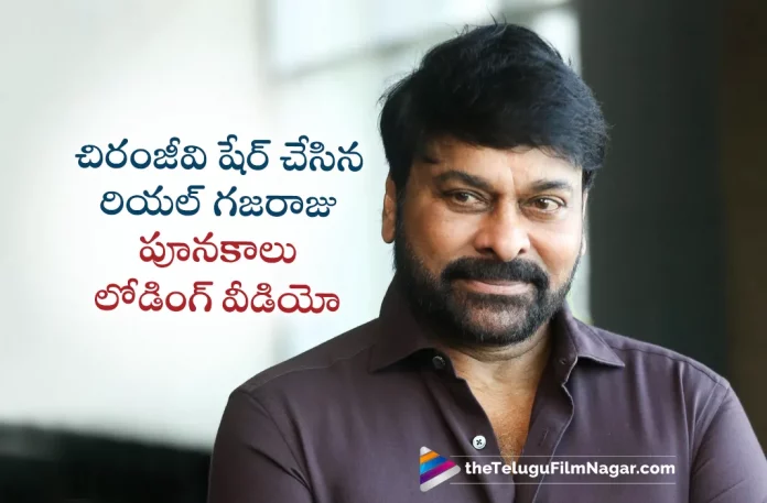 Chiranjeevi Shares Gajaraju Ki Poonakalu Loading Real Video On Instagram,Telugu Filmnagar,Latest Telugu Movies News,Telugu Film News 2023,Tollywood Movie Updates,Latest Tollywood Updates,Waltair Veerayya,Waltair Veerayya Movie,Waltair Veerayya Telugu Movie,Chiranjeevi,Chiranjeevi Movies,Chiranjeevi New Movie,Chiranjeevi Latest Movie,Chiranjeevi Upcoming Movie,Chiranjeevi New Movie Updates,Chiranjeevi Latest Movie Updates,Chiranjeevi Movie Updates,Chiranjeevi Movie News,Chiranjeevi New Projects,Chiranjeevi Latest Projects,Chiranjeevi Upcoming Projects,Chiranjeevi Next Projects,Chiranjeevi Latest News,Chiranjeevi Movie Updates,Chiranjeevi Waltair Veerayya,Chiranjeevi Waltair Veerayya Movie,Waltair Veerayya Movie Updates,Poonakalu Loading Real Video,Poonakalu Loading,Poonakalu Loading Song,Gajaraju Ki Poonakalu Loading Real Video,Chiranjeevi Shares Gajaraju Ki Poonakalu Loading Real Video,Chiranjeevi Latest Post,Chiranjeevi Post,Chiranjeevi New Post,Chiranjeevi On Instagram