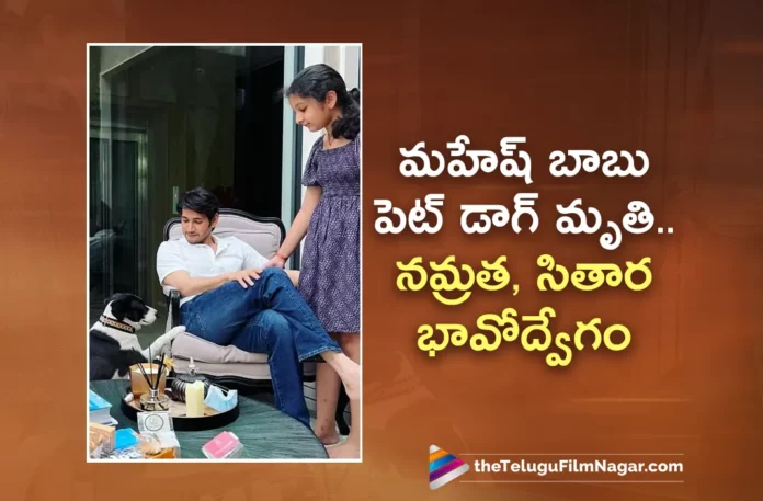 Mahesh Babu's Pet Dog Pluto Passed Away, Namrata and Sitara Gets Emotional
