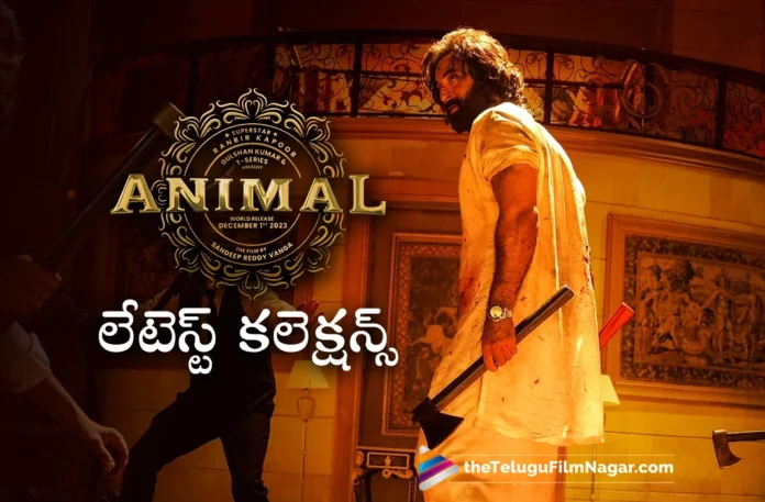 animal 17days collections animal 17days collections