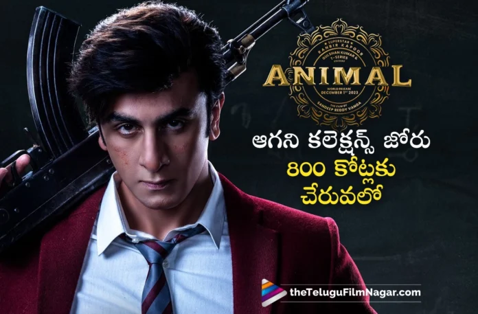 animal movie 15 days world wide collections
