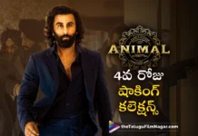 animal 4days collections